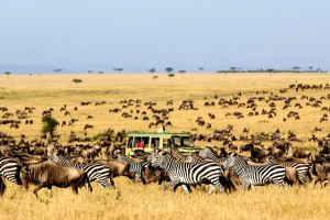 Serengeti Migration courtesy of CN Traveler 