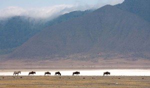 Ngorongoro Crater by Africa Travel Resource